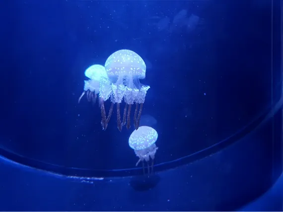 松島水族館