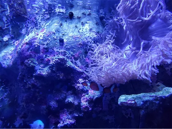 松島水族館