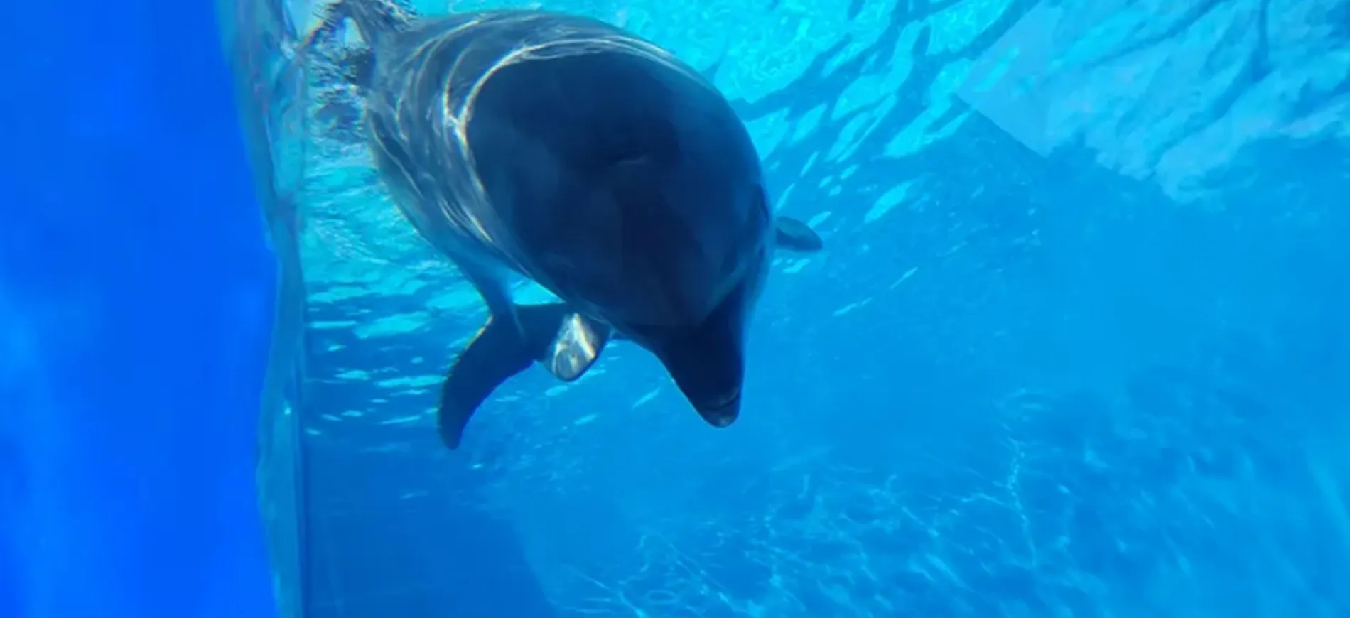 松島水族館